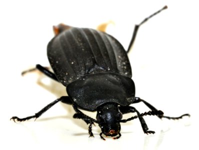 Silpha-carinata-06-fws
