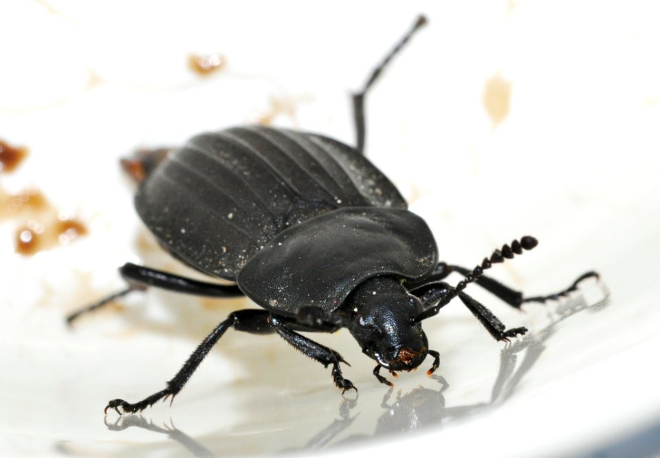 Silpha-tristis-05-fws