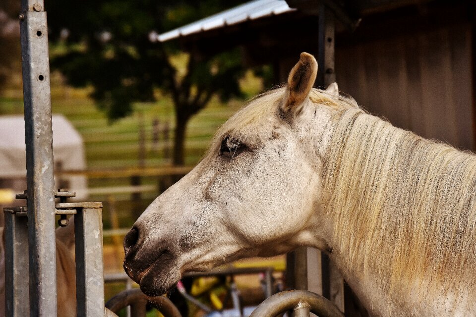Animal white horse nature