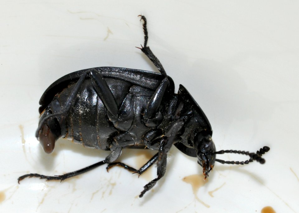 Silpha-tristis-02-fws