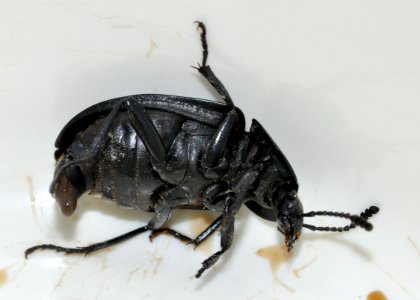Silpha-tristis-02-fws