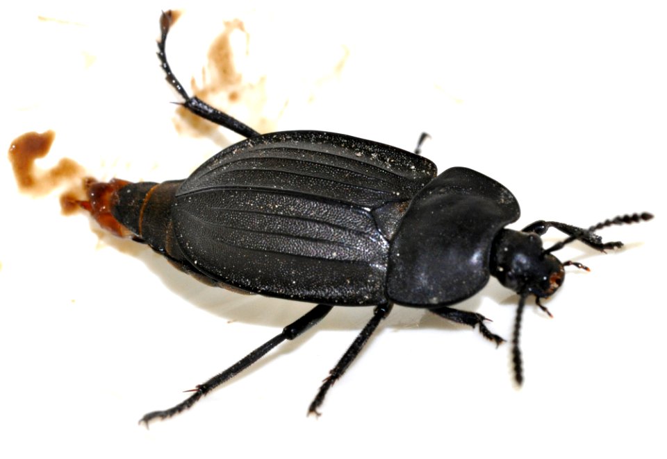 Silpha-carinata-04-fws