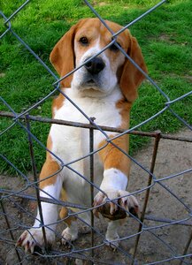 Hounds animal beagle photo