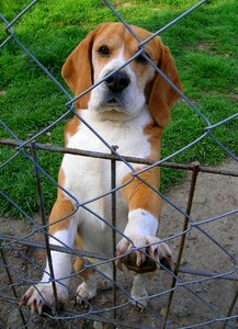 Hounds animal beagle