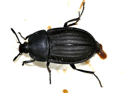 Silpha-carinata-01-fws