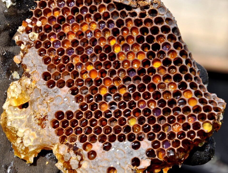 Honey beekeeping nature