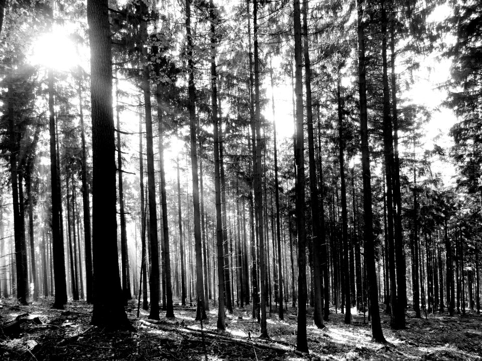 Trees sunlight black white