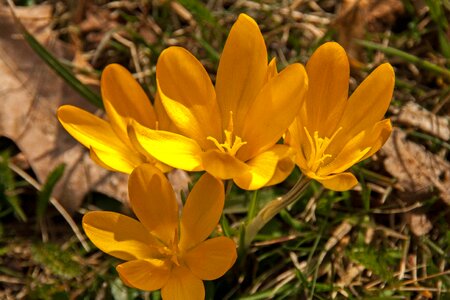 Yellow nature spring flower photo