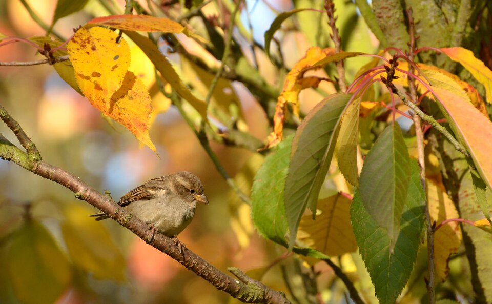 Branch sit nature