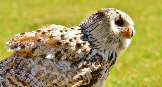 Bird feather eagle owl photo