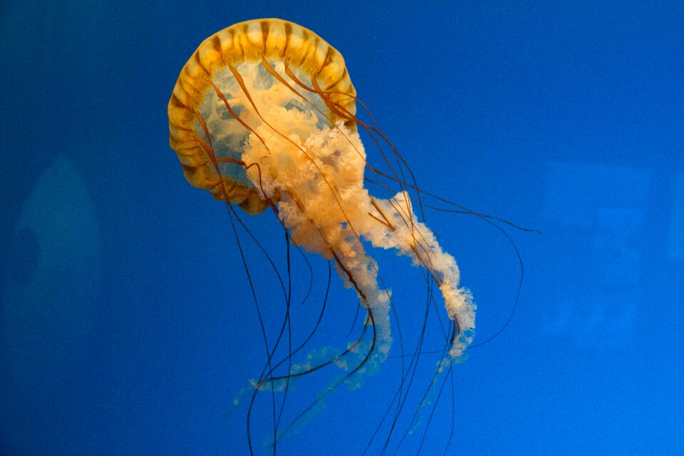 Nature underwater aquarium