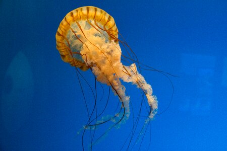 Nature underwater aquarium