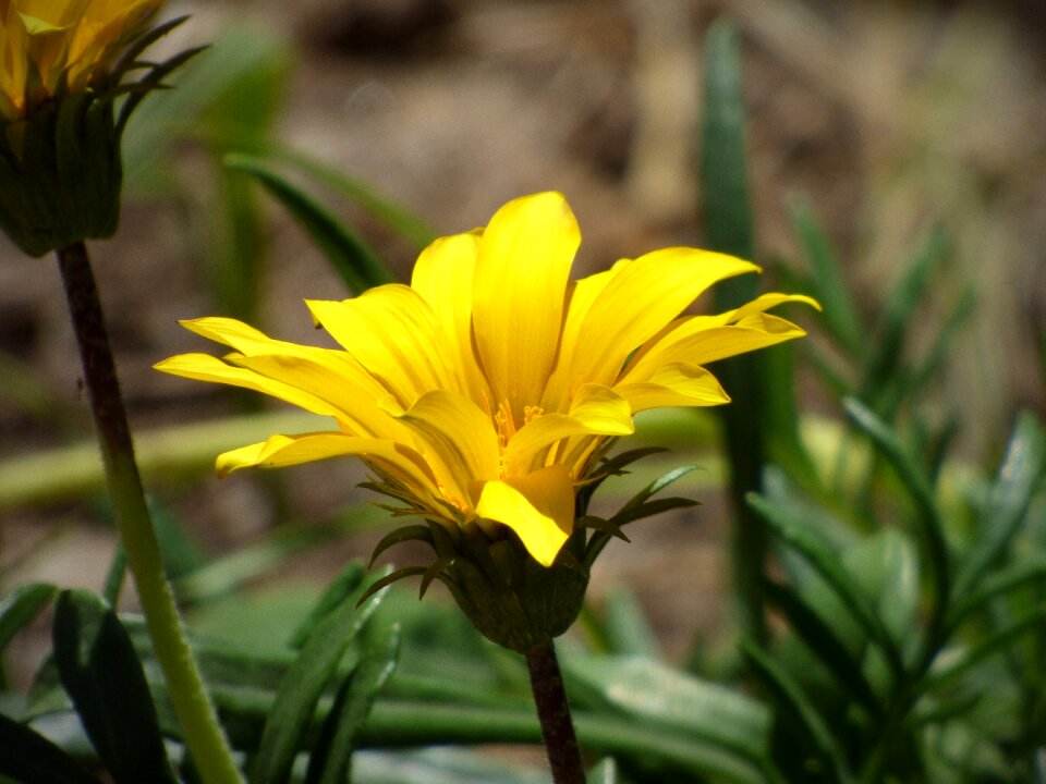 Yellow nature plant