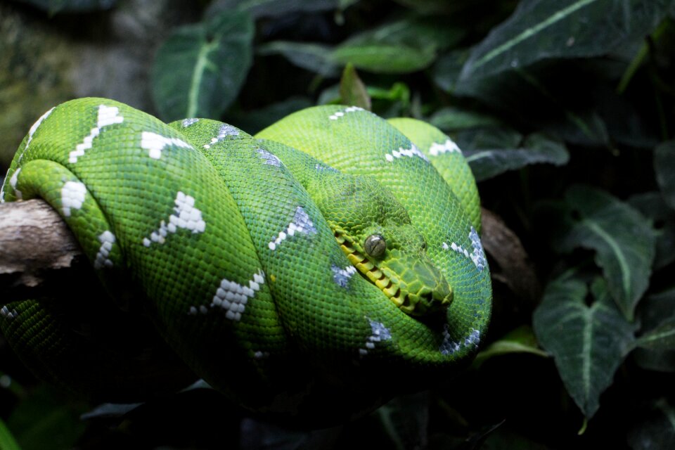 Nature reptile tropical