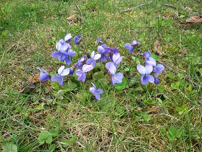 Flower spring purple flower
