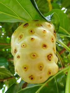 Noni fruit roatan