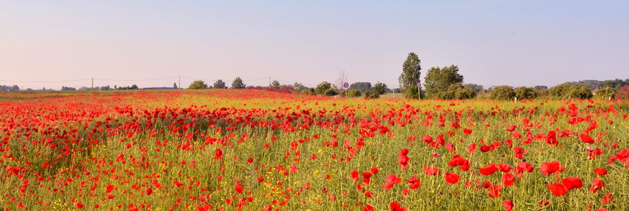 Red flower poppy field