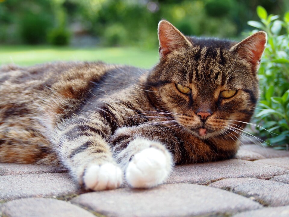 Calm cat look looking cat