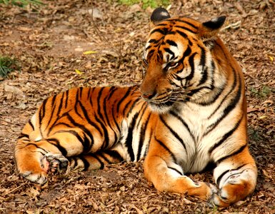 Orange tiger brown tiger photo