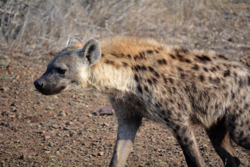 Kruger park south africa wildlife photo