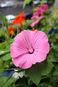 Bloom rain wet