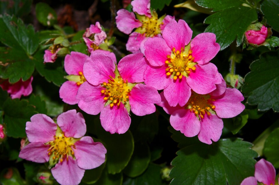 Pink flowers pink strawberry flower