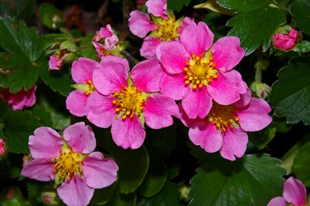 Pink flowers pink strawberry flower