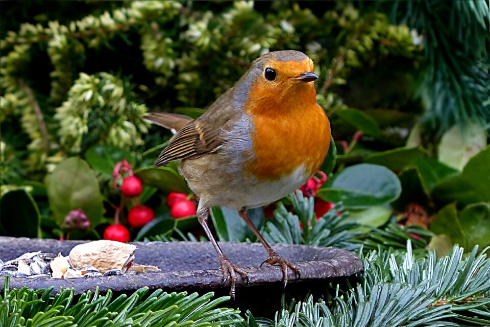 Small bird foraging garden