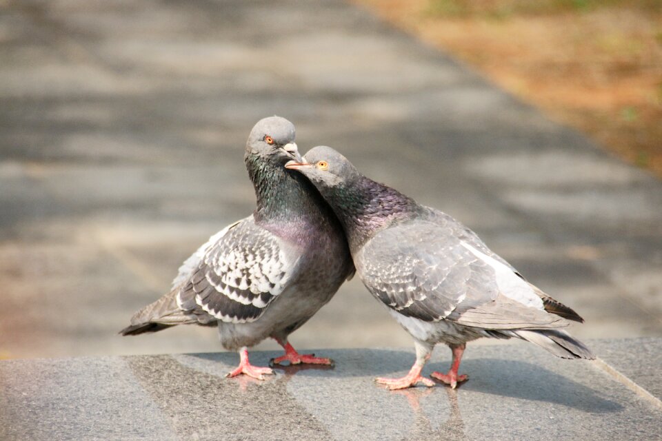 Peace animal the couple