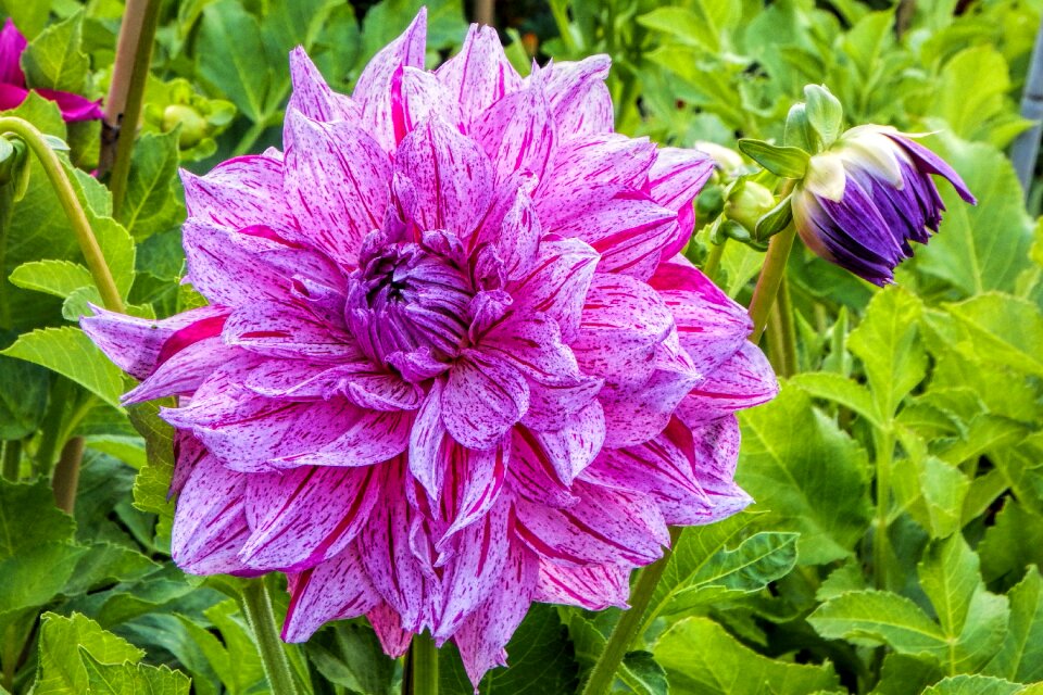Bloom flower autumn