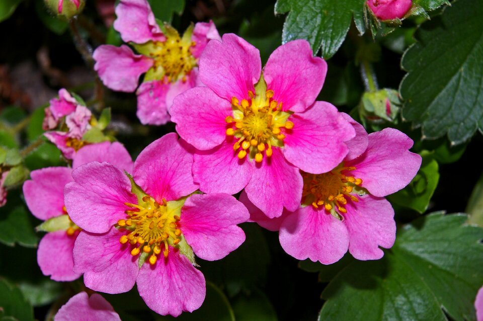 Pink flowers pink strawberry flower