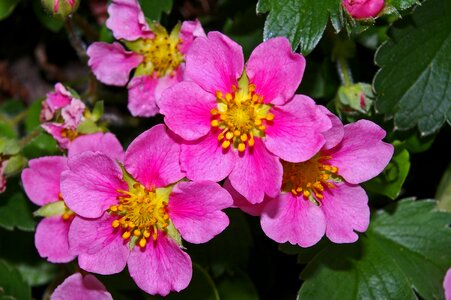 Pink flowers pink strawberry flower