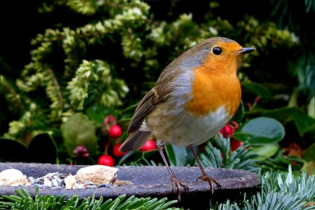 Small bird foraging garden