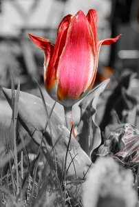Flower blossom bloom