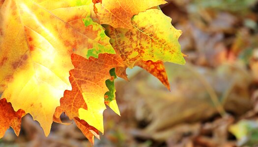 True leaves fall color nature photo