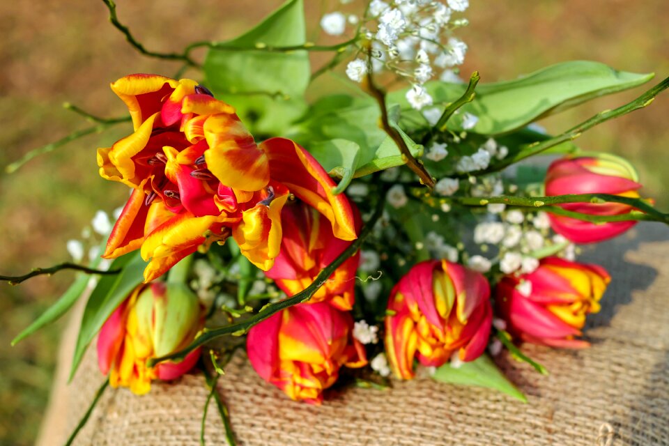 Bloom red yellow filled tulips