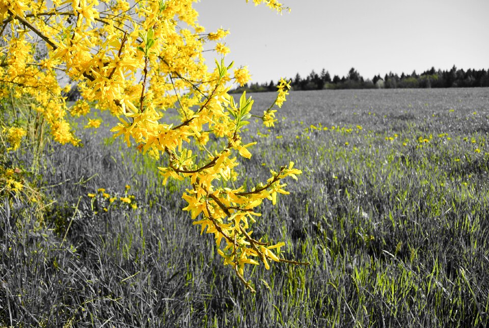 Bloom nature meadow