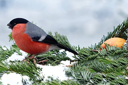Bird foraging winter