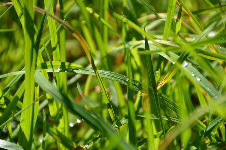 Background drip blade of grass