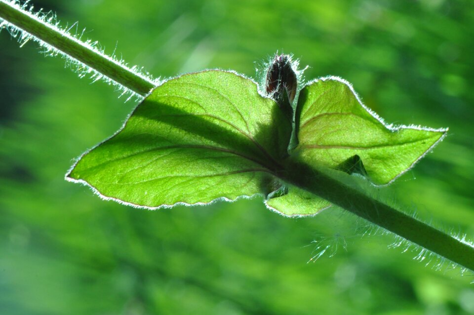 Growth garden spring