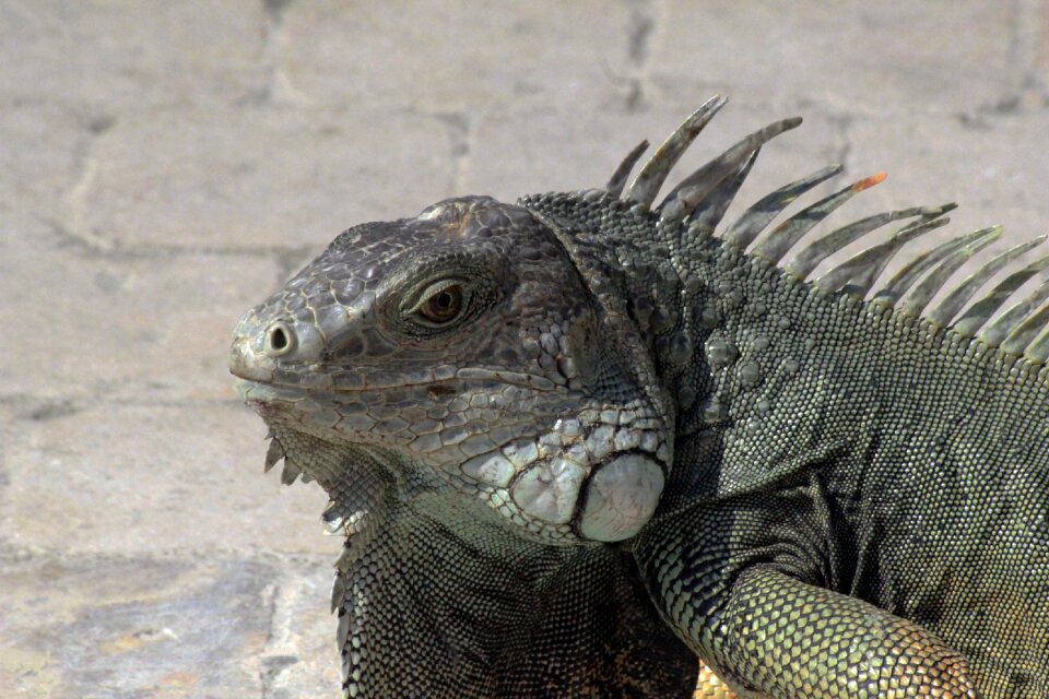 Reptile green lizard