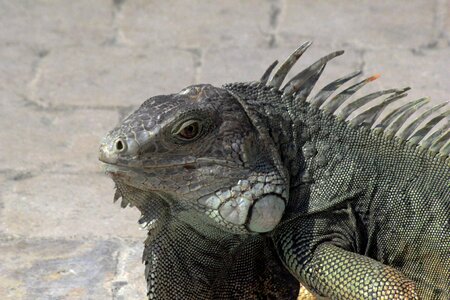 Reptile green lizard
