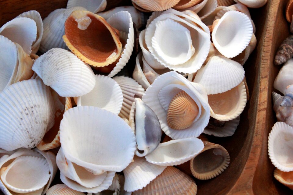 Ocean nature sea shell