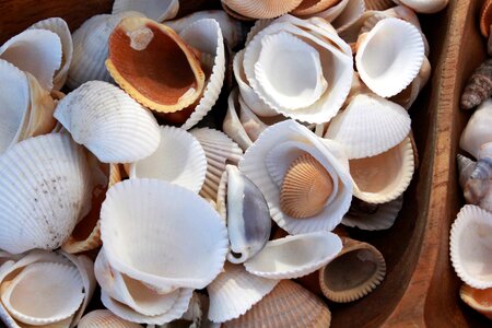 Ocean nature sea shell photo