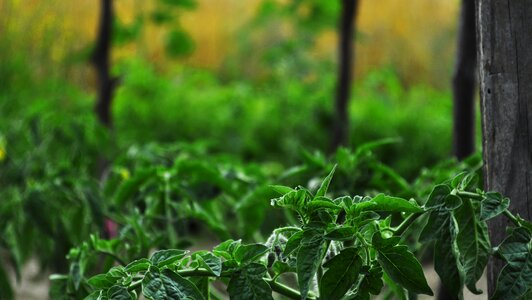 Plant green nature