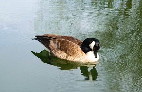 Lake nature goose