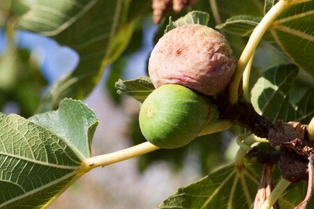 Brown green fruit