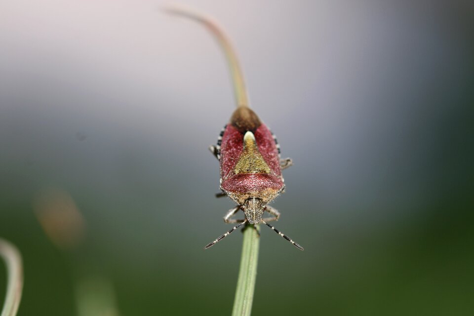 Insect leaves nature