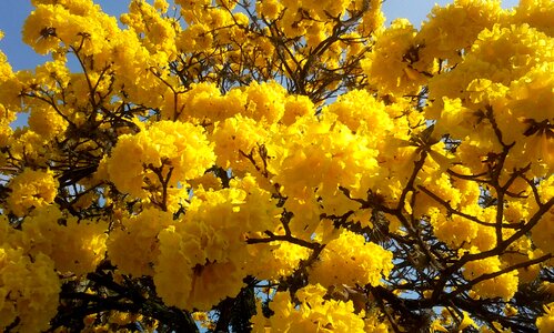 Lapacho yellow yellow flowers colorful photo