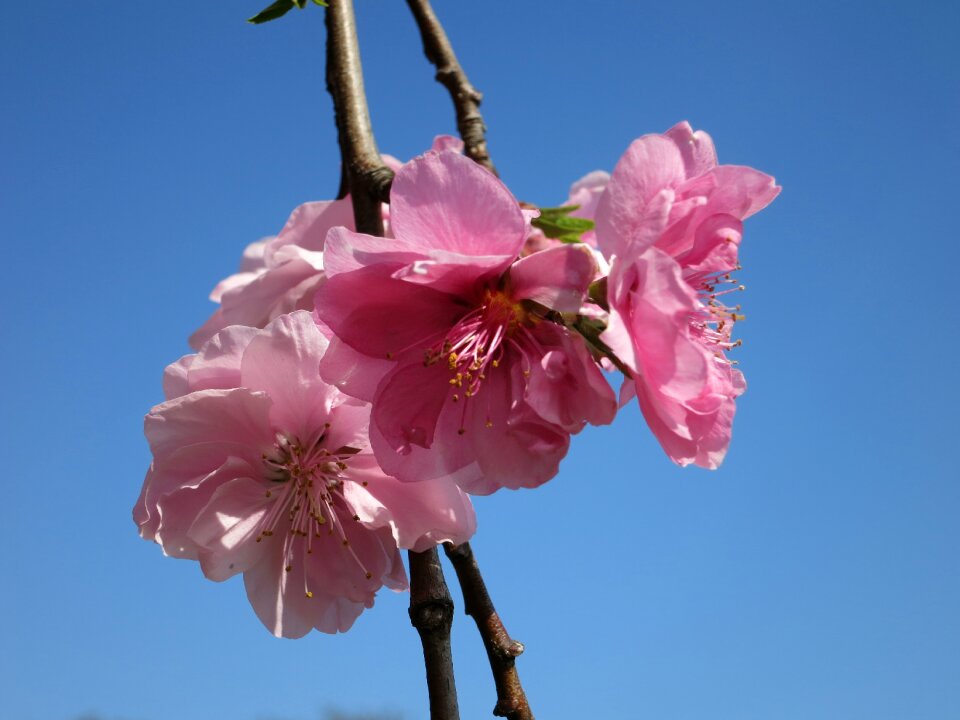 Sakura cherry flower